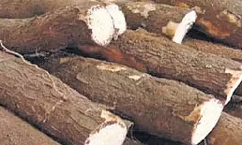 பரமத்திவேலூர் பகுதியில் மரவள்ளி கிழங்கு விலை வீழ்ச்சி