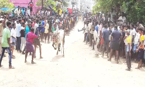 காளைகள் முட்டியதில் 8 பேர் படுகாயம்