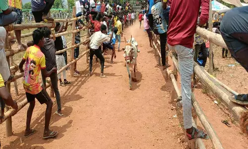 காளை விடும் விழாவில் மாடு முட்டி 5 பேர் காயம்