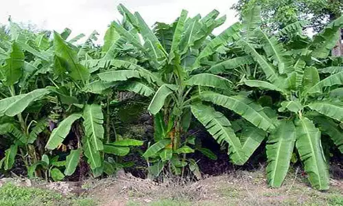 வாழைகளுக்கான காப்பீடு திட்டத்தை மாற்றி அமைக்க வேண்டும் -விவசாயிகள் எதிர்பார்ப்பு