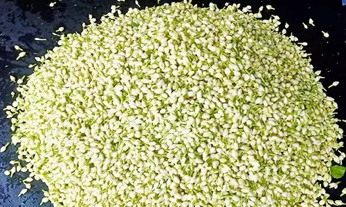 மதுரை மார்க்கெட்டில் மல்லிகை பூ விலை வீழ்ச்சி: கிலோ ரூ.300-க்கு விற்பனை