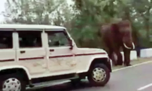 கோத்தகிரி-மேட்டுப்பாளையம் சாலையில் ஜீப்பை வழிமறித்து தாக்கிய ஒற்றை காட்டு யானை