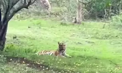 நீலகிரி முதுமலை புலிகள் காப்பக புல்வெளியில் ஒய்யாரமாக அமர்ந்திருந்த புலி