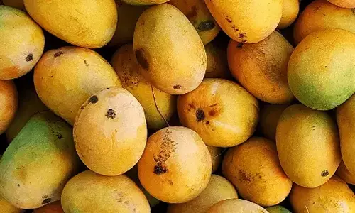 கோயம்பேடு மார்க்கெட்டுக்கு மாம்பழங்கள் வரத்து 250 டன்னாக அதிகரிப்பு