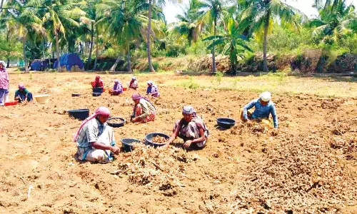 நத்தக்காடையூர் பகுதியில் மஞ்சள் அறுவடை மும்முரம்