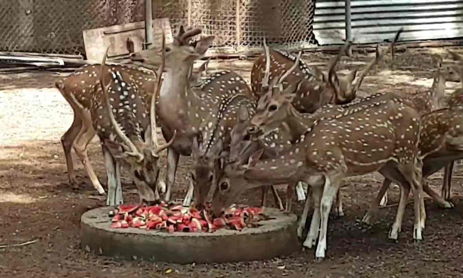 மான்களுக்கு உணவளித்து பிறந்த நாள் கொண்டாடிய தமிழ் அறிஞர்