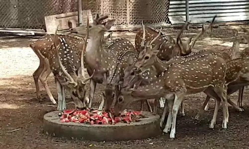 மான்களுக்கு உணவளித்து பிறந்த நாள் கொண்டாடிய தமிழ் அறிஞர்