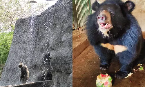 வண்டலூர் உயிரியல் பூங்காவில் கோடையில் விலங்குகளை பாதுகாக்க சிறப்பு ஏற்பாடுகள்