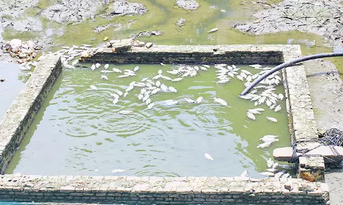 பாளையில் ராமசாமி கோவில் தெப்பக்குளத்தில் செத்து மிதந்த மீன்கள்