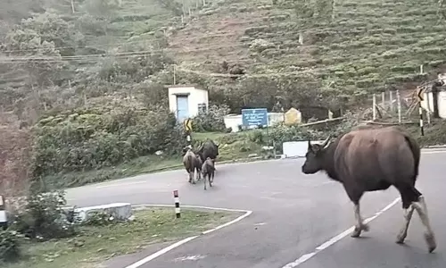 கோத்தகிரியில் காட்டெருமைகளின் நடமாட்டம் அதிகரிப்பு