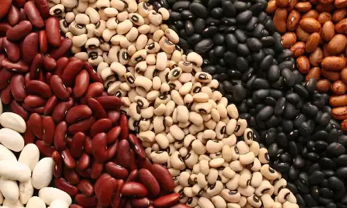 காங்கயம் பகுதியில் உரிமம் இல்லாத விதைகளை விற்றால் கடும் நடவடிக்கை - அதிகாரி எச்சரிக்கை