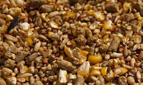 கோழி தீவனத்துக்கு  பயன்படுத்தும்  மக்காச்சோளத்துக்கு 1 சதவீத செஸ்  வரியை ரத்து செய்ய வேண்டும் - உழவா் உழைப்பாளா் கட்சி கோரிக்கை