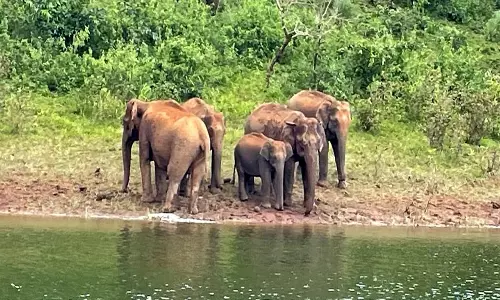 தேக்கடி ஏரியில் முகாமிட்டுள்ள யானைக்கூட்டம்