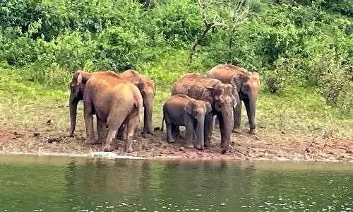 தேக்கடி ஏரியில் முகாமிட்டுள்ள யானைக்கூட்டம்