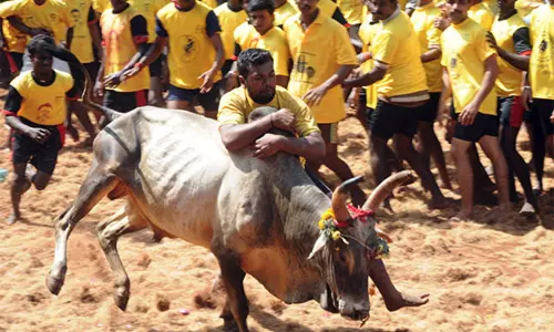 இலுப்பூரில் 17 ஆண்டுகளுக்கு பிறகு ஜல்லிக்கட்டு போட்டி