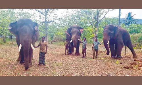 மக்னா யானை ஊருக்குள் வருவதை தடுக்க 3 கும்கி யானைகள் கண்காணிப்பு