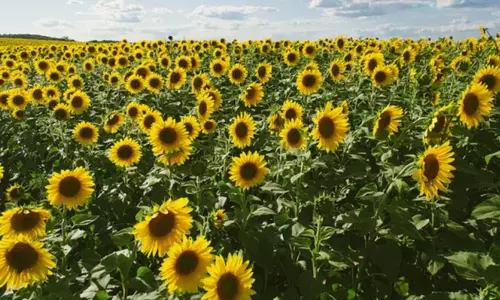 வடுக்கப்பட்டி கிராமத்தில் சூரியகாந்தி சாகுபடி தீவிரம்