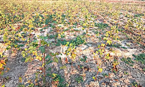 அபிராமம் பகுதியில் பருத்தி சாகுபாடி