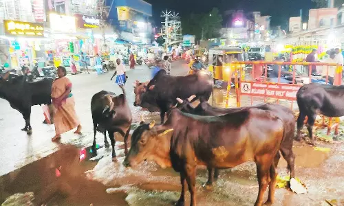 சாலைகளில் திரியும் மாடுகளால் பொதுமக்கள் அச்சம்