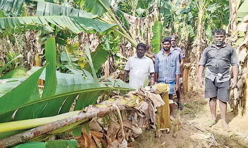 களக்காடு அருகே கரடி அட்டகாசம்- விவசாயிகள் பீதி