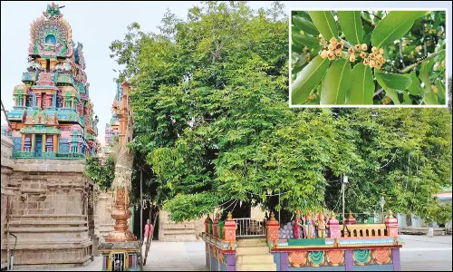 குத்தாலம் உக்தவேதீஸ்வரர் கோவிலில் ஆண்டுக்கு ஒரு முறை பூக்கும் உத்தால பூக்கள்