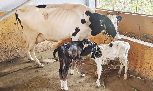 ஒரே பிரசவத்தில் 2 கன்றுகளை ஈன்ற பசு