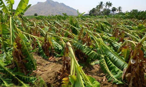 திண்டுக்கல் அருகே சூறைக்காற்றில் ரூ.1 கோடி மதிப்பிலான வாழைகள் சேதம்