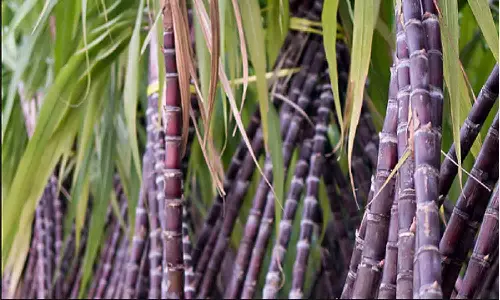 உடுமலை அமராவதி கூட்டுறவு சர்க்கரை ஆலையில் கரும்பு அரவை 4-ந்தேதி தொடக்கம்