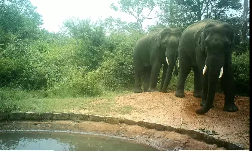 தொட்டிகளில் தண்ணீர் குடித்த யானைகள்