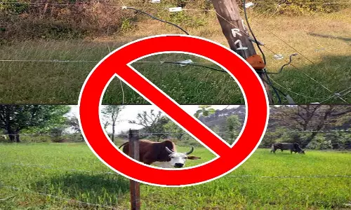 மின்வேலியில் சிக்கி 2 மான்கள், நாய் சாவு