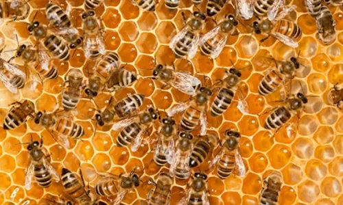 கோவில் திருவிழாவில் பட்டாசு வெடித்தபோது தேனீக்கள் கொட்டியதில் 60 பேர் காயம்