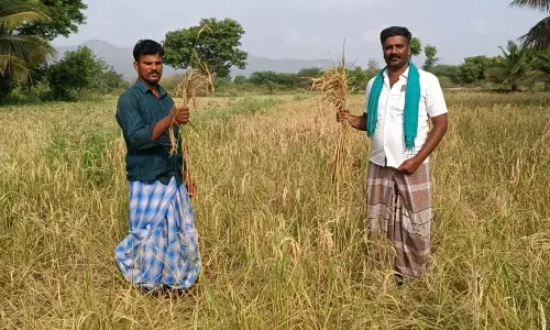 காட்டுப்பன்றிகளால் நெற்பயிர்கள் சேதம்