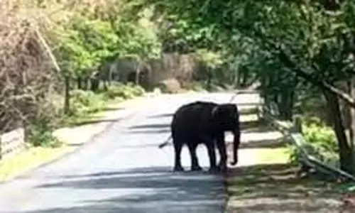 மலைப்பாதையில் காட்டு யானைகள் உலா