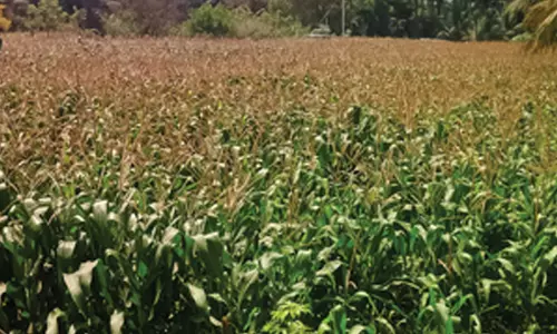 மக்காச்சோளம் விலை உயர்வால் விவசாயிகள் மகிழ்ச்சி