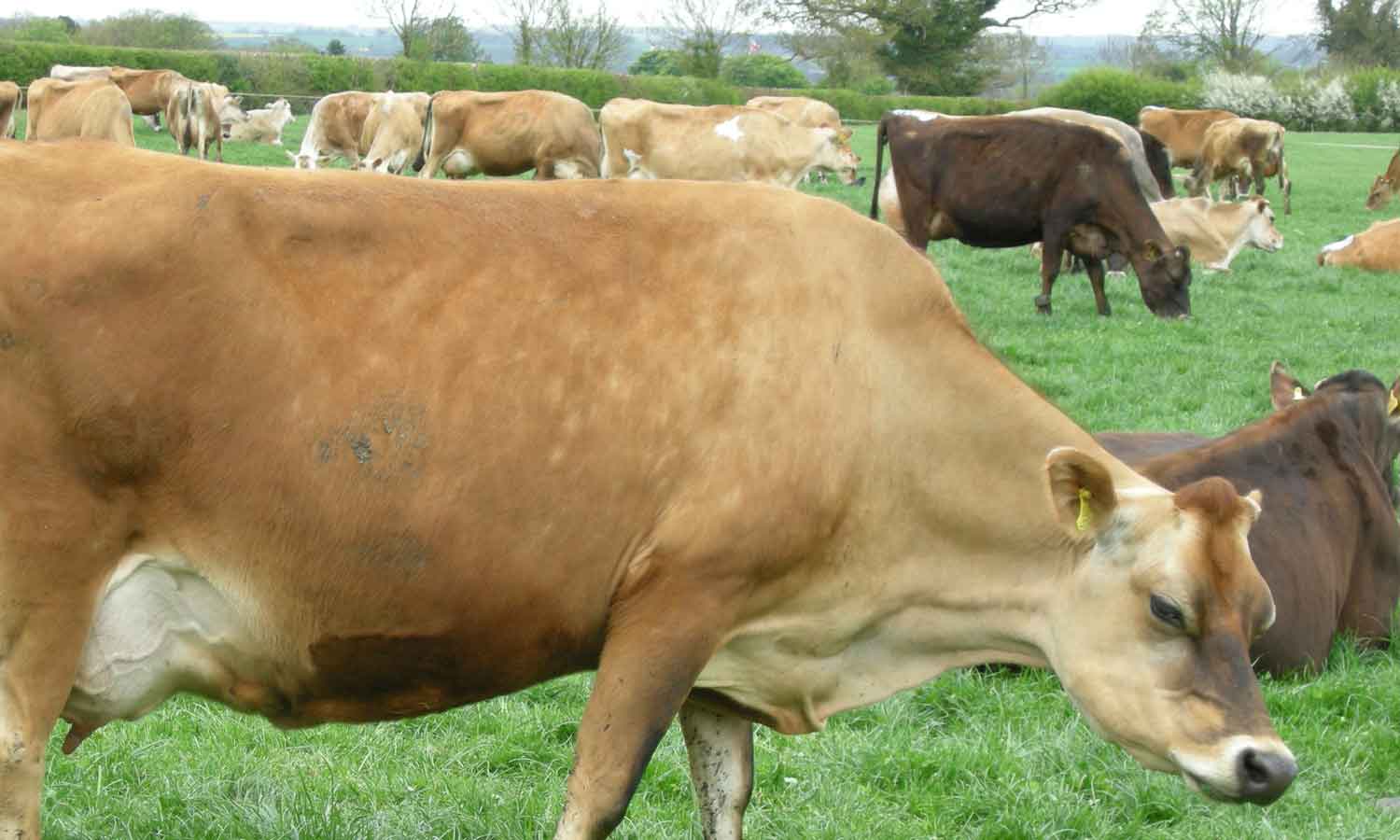 2 லட்சம் ஜெர்சி இன பசு மாடுகளை வாங்க ஆவின் நிறுவனம் திட்டம்