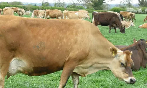 2 லட்சம் ஜெர்சி இன பசு மாடுகளை வாங்க ஆவின் நிறுவனம் திட்டம்