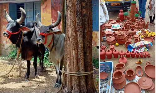 இயற்கை விவசாய விழிப்புணர்வு: பழைய ஏர்கலப்பை, நாட்டு மாடுகளுடன் கண்காட்சி