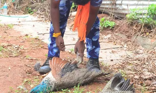 கோவையில் மின்சாரம் தாக்கி 2 மயில்கள் உயிரிழப்பு