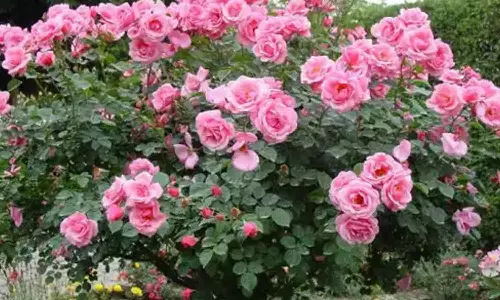 கோடை சீசனையொட்டி சுற்றுலா பயணிகளை வரவேற்க தயாராகும் வண்ண, வண்ண மலர்கள்