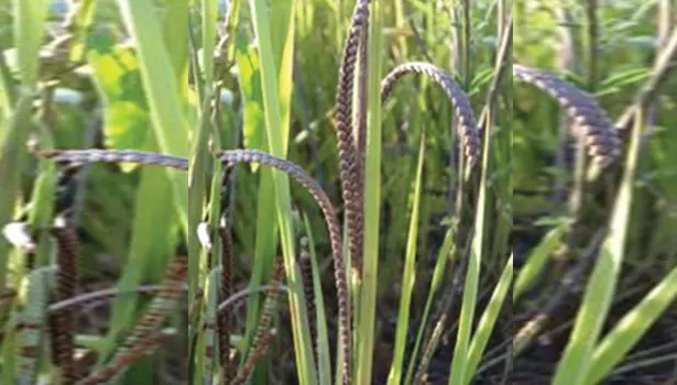 பரமத்தி வட்டார விவசாயிகளுக்குசாமை விதைகள் வழங்கல்