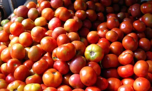 விலை இல்லாததால் தக்காளி விளைநிலங்களில்  கால்நடைகளை மேய்ச்சலுக்கு விடும்  விவசாயிகள்