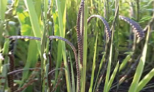 பரமத்தி வட்டார விவசாயிகளுக்குசாமை விதைகள் வழங்கல்