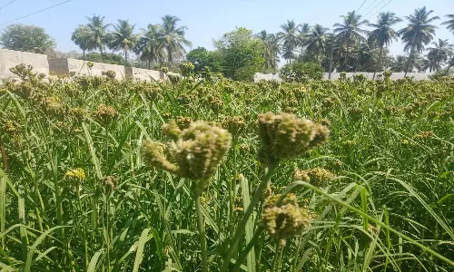 கேழ்வரகு விளைச்சல் அமோகம்