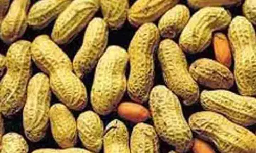 சாலைப்புதூர் விற்பனை கூடத்தில்நிலக்கடலை காய் ரூ. 3.68 லட்சத்திற்கு ஏலம்