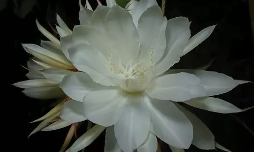 நீலகிரியில் ஆண்டு ஒருமுறை மட்டுமே பூக்கும் பிரம்ம கமலம் பூக்கள்