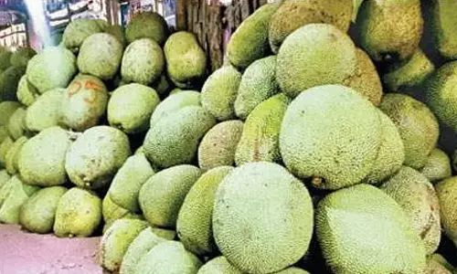 ஏற்காட்டில் பலா சீசன் களை கட்டியது