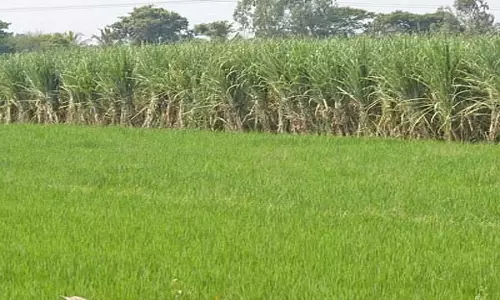 கோடைகாலத்தில் சிறந்த மகசூல் கிடைக்கும் வழிமுறைகள்