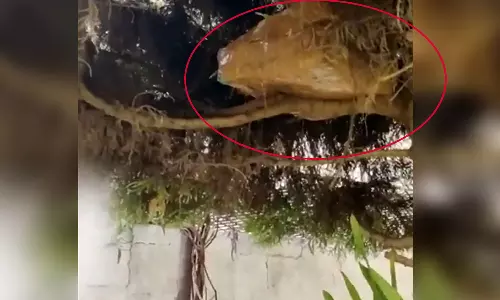 கர்நாடக தேர்தல் - மரத்தில் மறைத்து வைக்கப்பட்ட ரூ. 1 கோடி - அசால்டாக கண்டுபிடித்து பறிமுதல் செய்த அதிகாரிகள்!