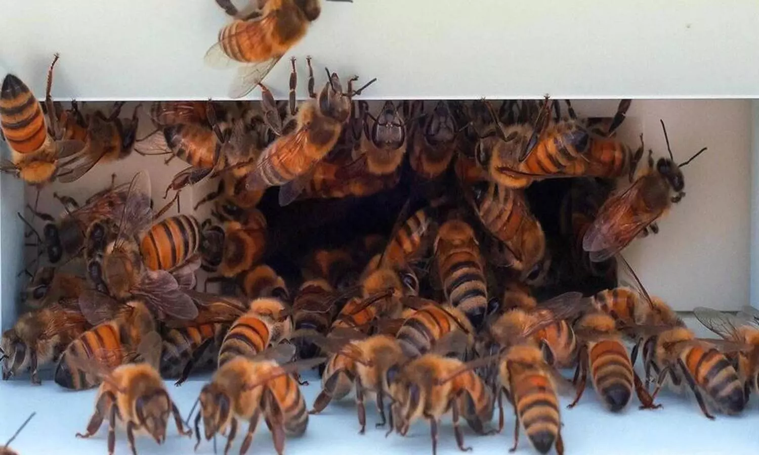 தேனீக்கள் கொட்டி முதியவர் பலி தேனீக்கள் கொட்டி முதியவர் பலி