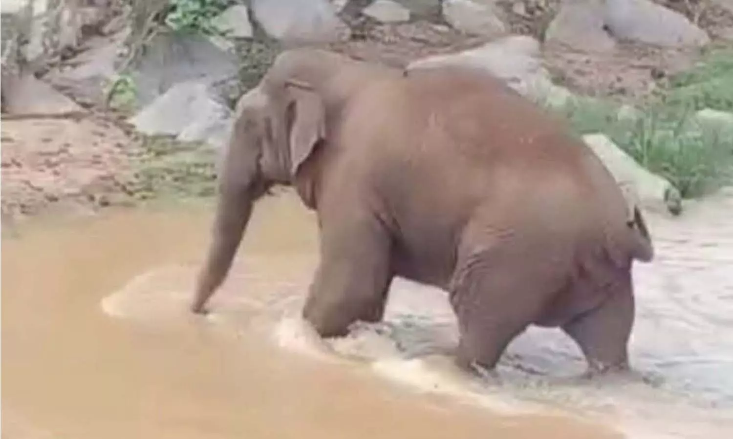 காட்டாற்றில் குளித்து மகிழும் காட்டு யானை காட்டாற்றில் குளித்து மகிழும் காட்டு யானை